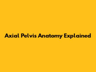 Axial Pelvis Anatomy Explained