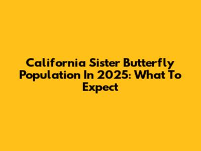 California Sister Butterfly Population In 2025: What To Expect