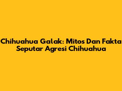 Chihuahua Galak: Mitos Dan Fakta Seputar Agresi Chihuahua