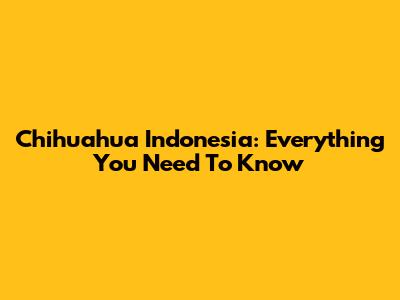 Chihuahua Indonesia: Everything You Need To Know