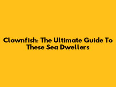 Clownfish: The Ultimate Guide To These Sea Dwellers