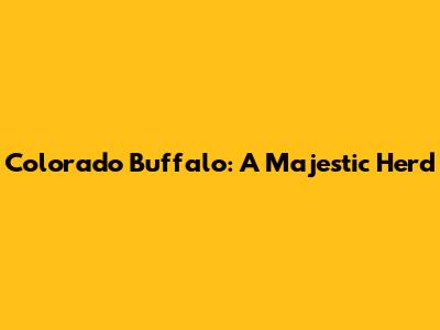 Colorado Buffalo: A Majestic Herd