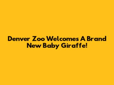 Denver Zoo Welcomes A Brand New Baby Giraffe!