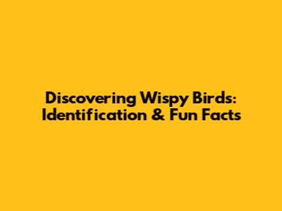 Discovering Wispy Birds: Identification & Fun Facts