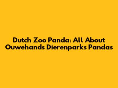 Dutch Zoo Panda: All About Ouwehands Dierenpark's Pandas