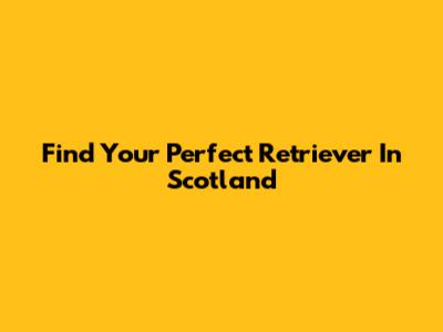 Find Your Perfect Retriever In Scotland