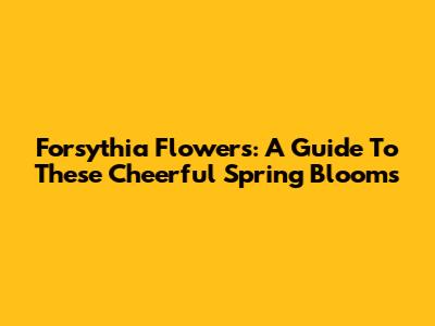 Forsythia Flowers: A Guide To These Cheerful Spring Blooms