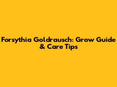Forsythia Goldrausch: Grow Guide & Care Tips