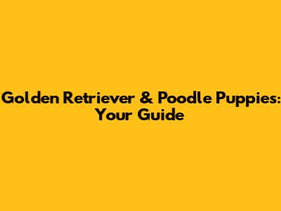 Golden Retriever & Poodle Puppies: Your Guide