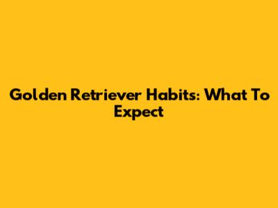 Golden Retriever Habits: What To Expect