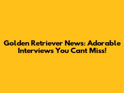 Golden Retriever News: Adorable Interviews You Can't Miss!