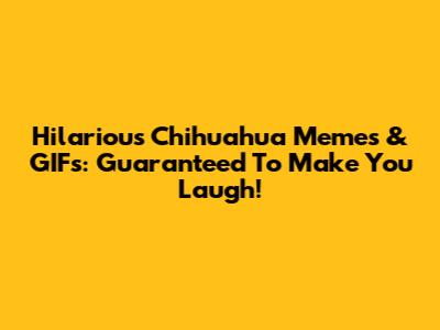 Hilarious Chihuahua Memes & GIFs: Guaranteed To Make You Laugh!