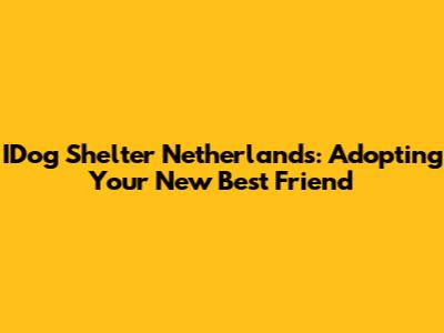 IDog Shelter Netherlands: Adopting Your New Best Friend