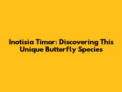 Inotisia Timor: Discovering This Unique Butterfly Species