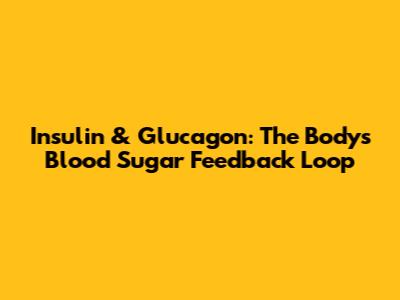 Insulin & Glucagon: The Body's Blood Sugar Feedback Loop