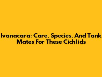 Ivanacara: Care, Species, And Tank Mates For These Cichlids
