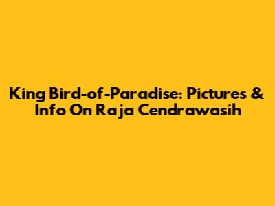 King Bird-of-Paradise: Pictures & Info On Raja Cendrawasih