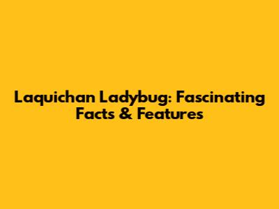 Laquichan Ladybug: Fascinating Facts & Features
