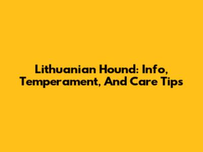Lithuanian Hound: Info, Temperament, And Care Tips