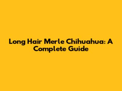 Long Hair Merle Chihuahua: A Complete Guide