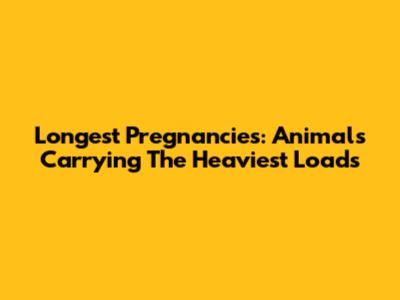 Longest Pregnancies: Animals Carrying The Heaviest Loads