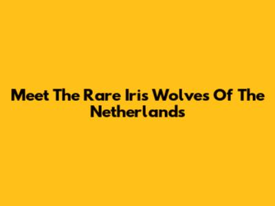 Meet The Rare Iris Wolves Of The Netherlands