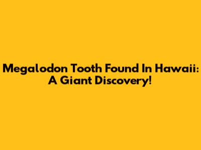 Megalodon Tooth Found In Hawaii: A Giant Discovery!