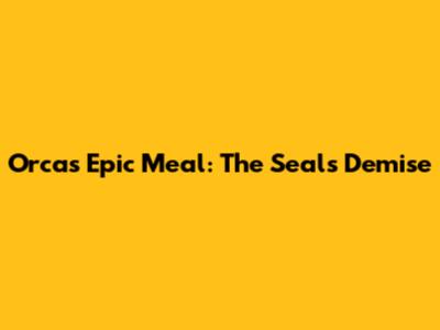 Orca's Epic Meal: The Seal's Demise