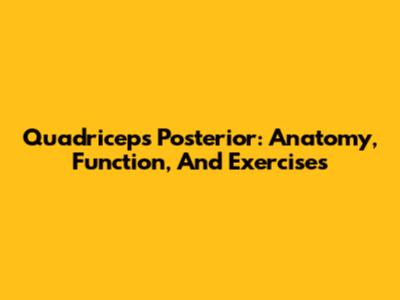 Quadriceps Posterior: Anatomy, Function, And Exercises