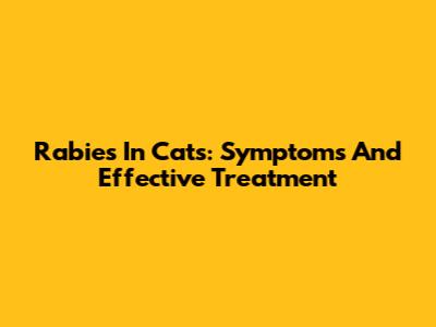 Rabies In Cats: Symptoms And Effective Treatment