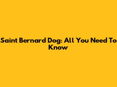 Saint Bernard Dog: All You Need To Know