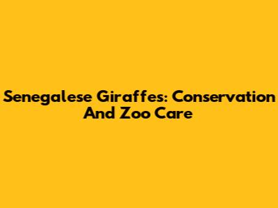 Senegalese Giraffes: Conservation And Zoo Care