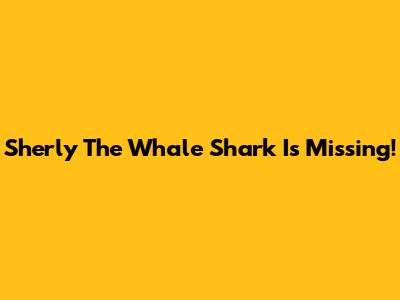 Sherly The Whale Shark Is Missing!