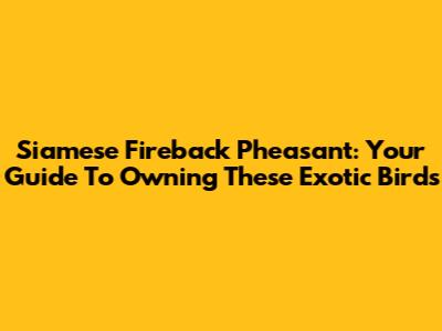 Siamese Fireback Pheasant: Your Guide To Owning These Exotic Birds