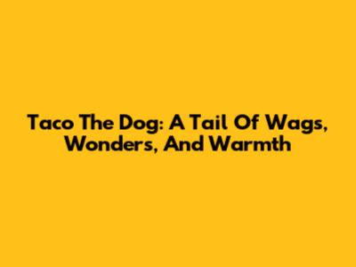 Taco The Dog: A Tail Of Wags, Wonders, And Warmth