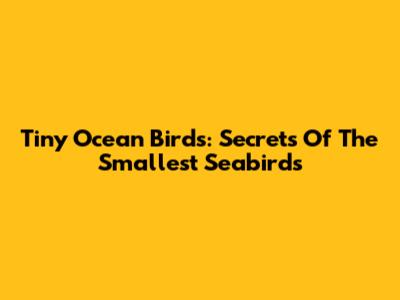 Tiny Ocean Birds: Secrets Of The Smallest Seabirds