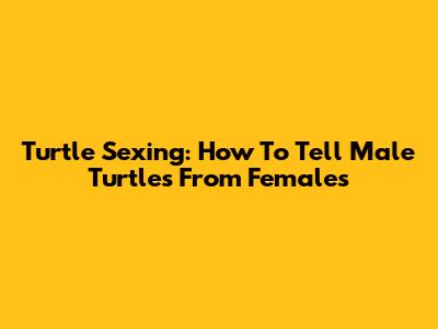 Turtle Sexing: How To Tell Male Turtles From Females