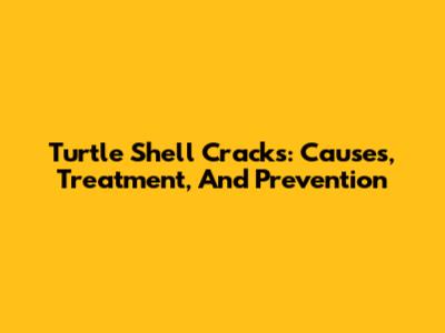 Turtle Shell Cracks: Causes, Treatment, And Prevention
