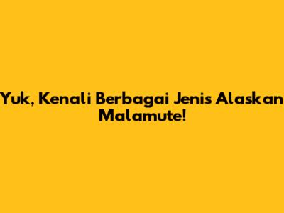 Yuk, Kenali Berbagai Jenis Alaskan Malamute!