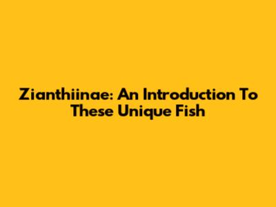 Zianthiinae: An Introduction To These Unique Fish